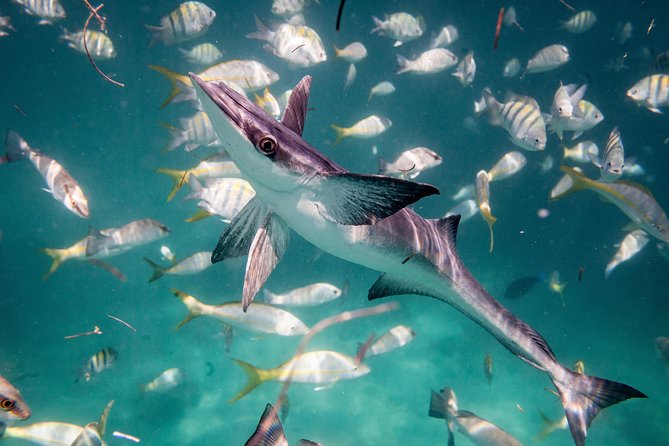 Icacos Deserted Island Catamaran, Snorkel, and Picnic Cruise - Boat Comfort and Accessibility Details