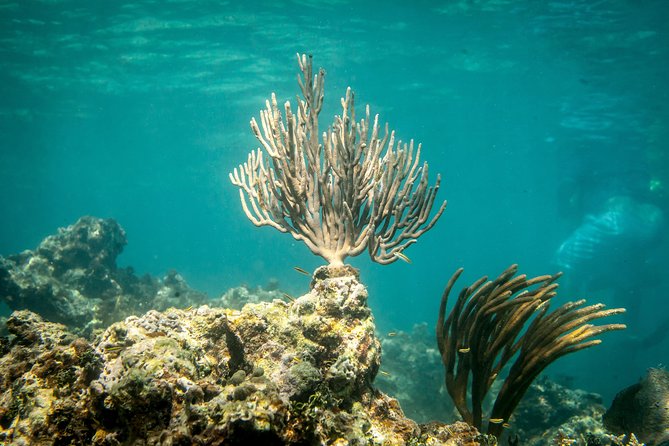 Icacos Deserted Island Catamaran, Snorkel, and Picnic Cruise - Is $138.50 a Good Value?