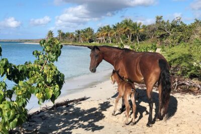 Isla de Vieques Beach Hopper Sightseeing Tour