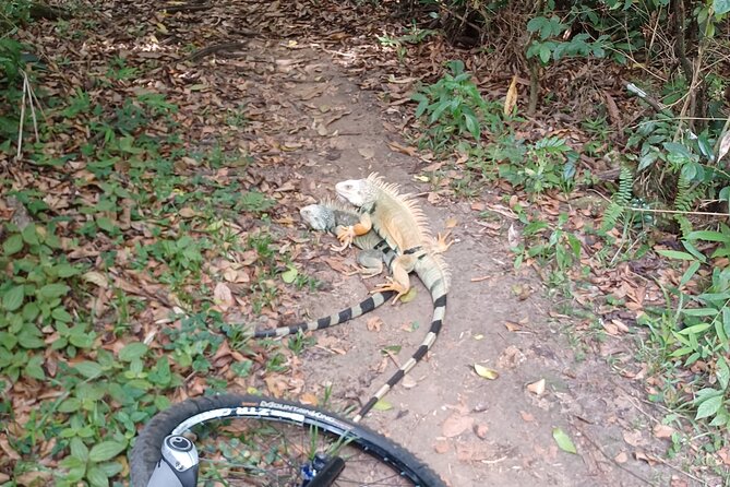 Mountain Bike tour to a Pristine Spring and Cave - What the $140 price includes