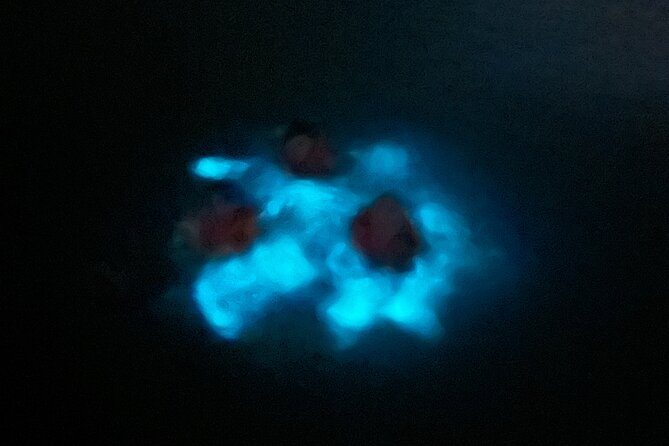 Mystic Waters A Bioluminescent Night Tour - Swimming is optional, not a requirement