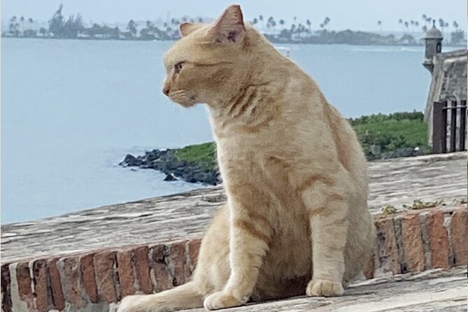 Old San Juan City Walking Tour - Walking through more than 500 years of history