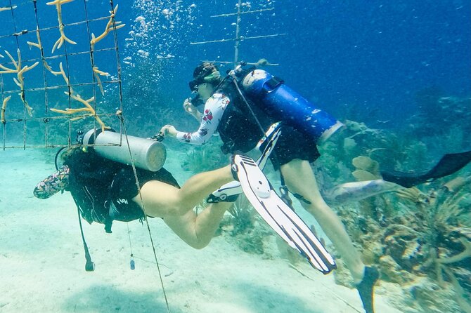 Private 2-Tank Dive with PADI Instructor for Certified Divers - Weather, Cancellation, and Practical Planning