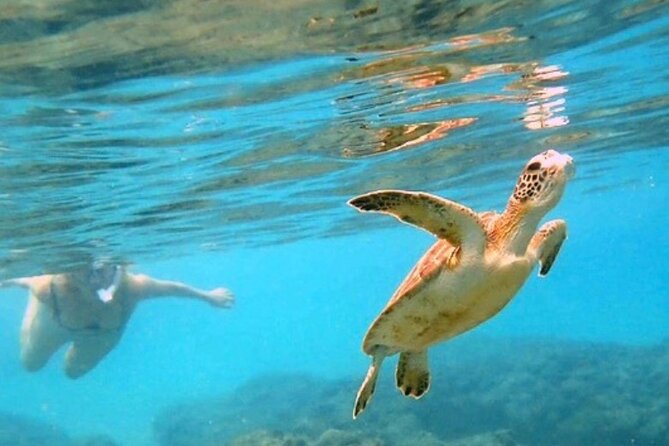 Private Rincon Snorkeling Adventure - Key points to know before you book