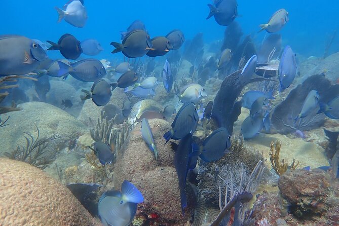 Private Rincon Snorkeling Adventure - Exploring the Tres Palmas Marine Reserve