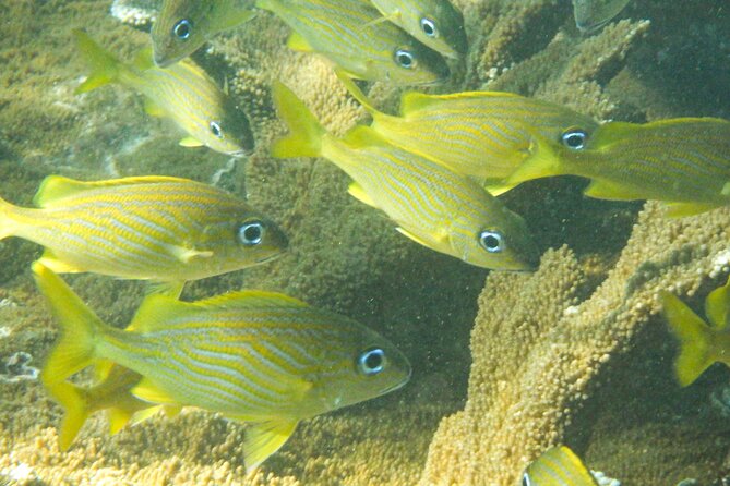 Private Rincon Snorkeling Adventure - Why the private format can justify $89