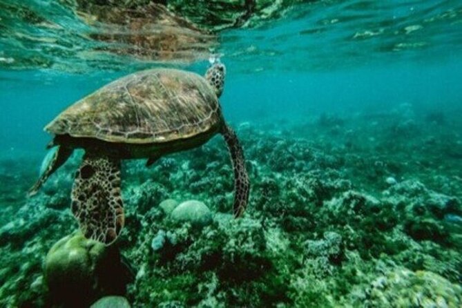 Private Snorkel and Dive Charter to Culebra (Up to 5 Guests) - Lunch, gear, and what the price includes