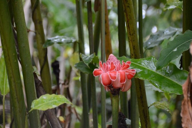 Private Tour of El Yunque Rainforest from San Juan - Why El Yunque feels different from a normal day trip