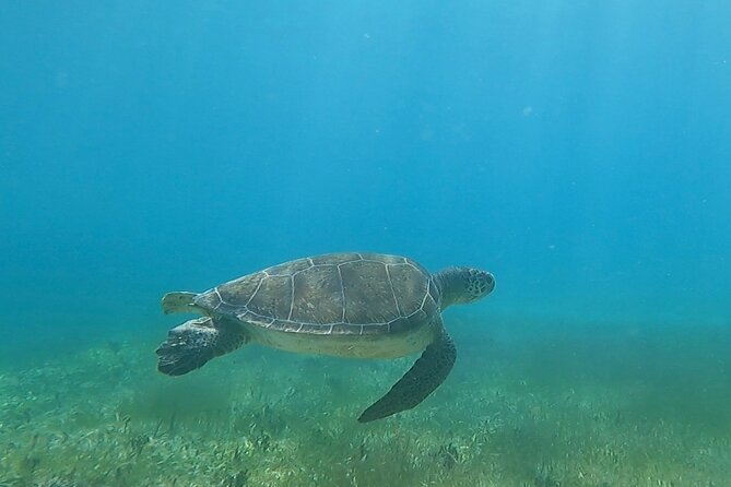 Public or Private Boat Trip to Icacos & Palomino - The crew and the personal-service advantage