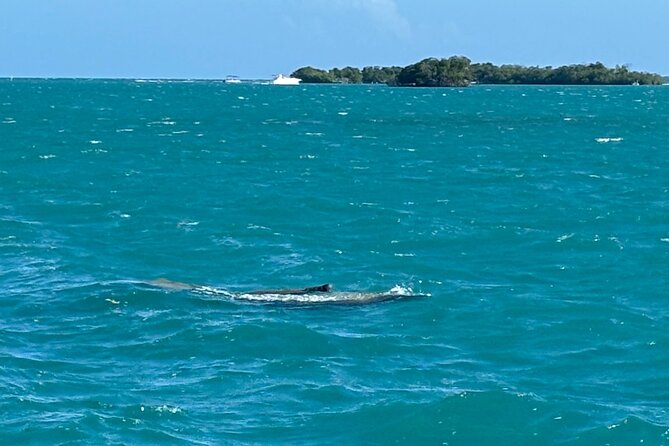Puerto Rico: Bio Bay Swim and Sunset Charter or Late night tour - What to pack, and what not to forget
