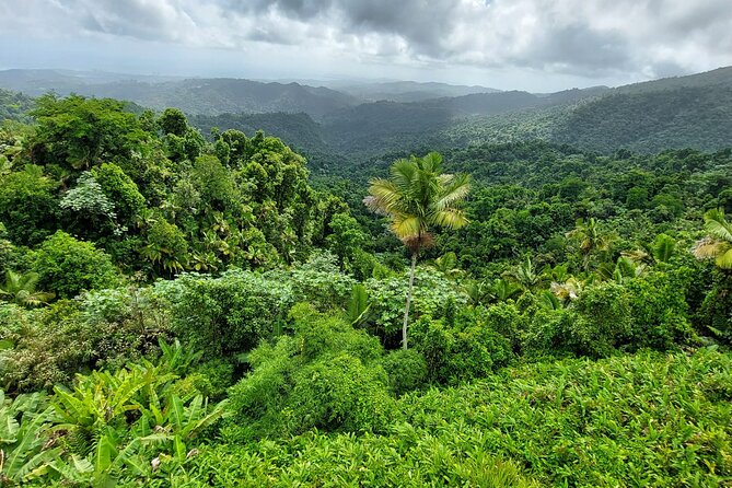 Puerto Rico: El Yunque Sightseeing Half-Day Tour w/Transfer - Junglequí is the most active stop