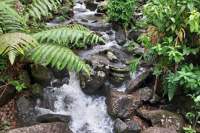 Puerto Rico: El Yunque Sightseeing Half-Day Tour w/Transfer - Baño Grande shows another side of the forest