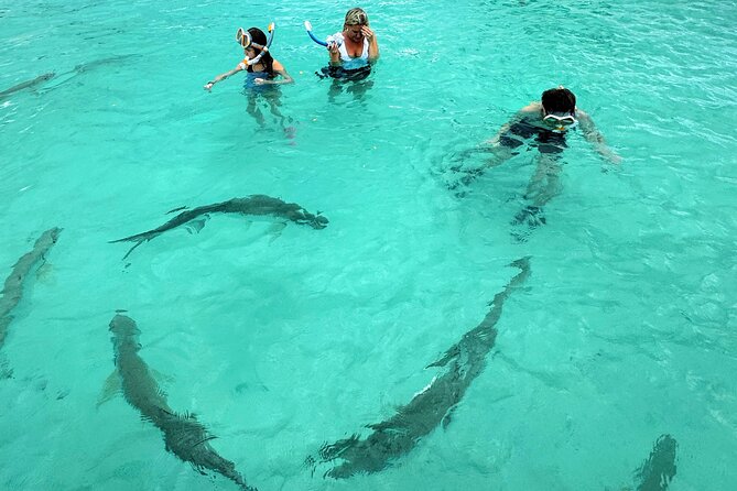 Puerto Rico's Only Private, VIP & Filmed Bio Bay Swim Experience - Papayo Cove turns dark and luminous