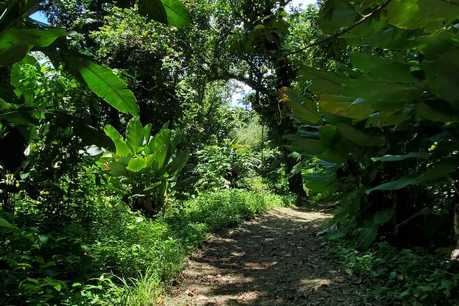 Rainforest and Junglequi Zipline Combo Tour - An Easy Walk and a Weather-Dependent Natural Pool