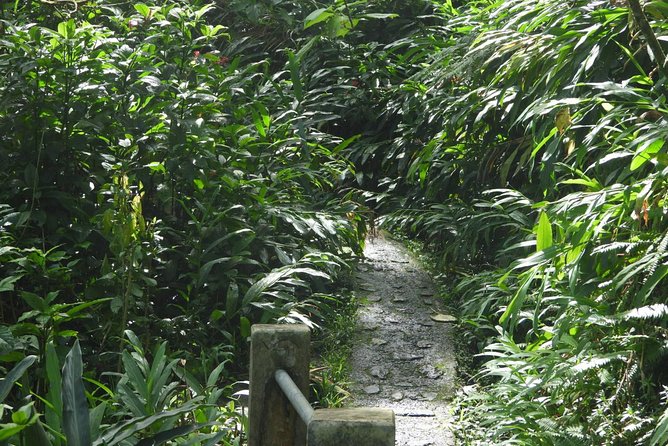 Rainforest Nature Walk & Luquillo Beach Combo - The drive from San Juan to the forest