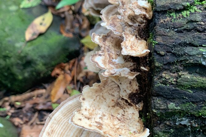 Rainforest Nature Walk & Luquillo Beach Combo - The one-hour walk to the Río Mameyes