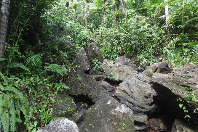 Rainforest Nature Walk & Luquillo Beach Combo - Yokahú Tower gives you a quick forest orientation