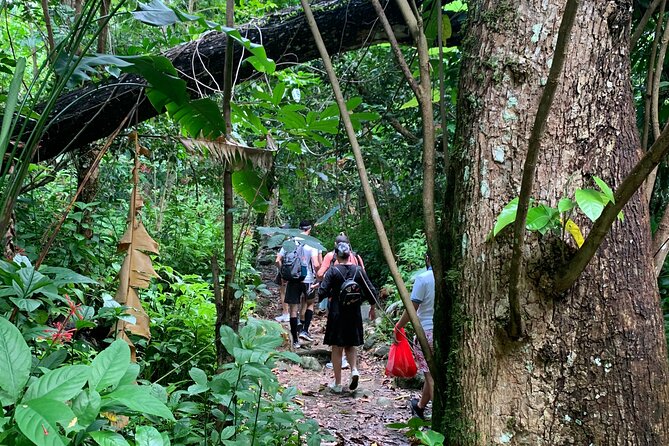Rainforest River Nature Walk Adventure and Luquillo Beach - La Coca Falls: a dramatic first stop