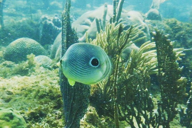 Rincon Snorkeling Adventure - Key points to know before booking