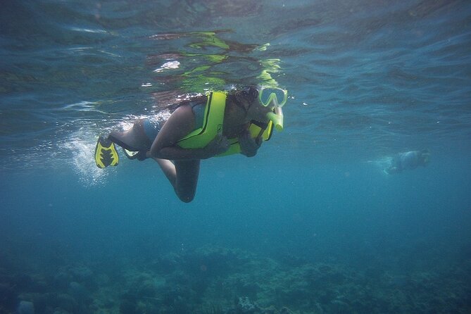 Rincon Snorkeling Adventure - A close look at the reef wildlife