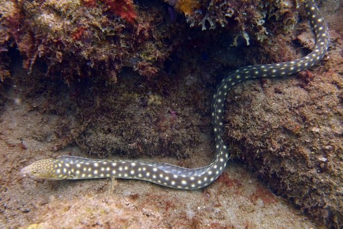 Rincon Snorkeling Adventure - Is $59 a fair price?