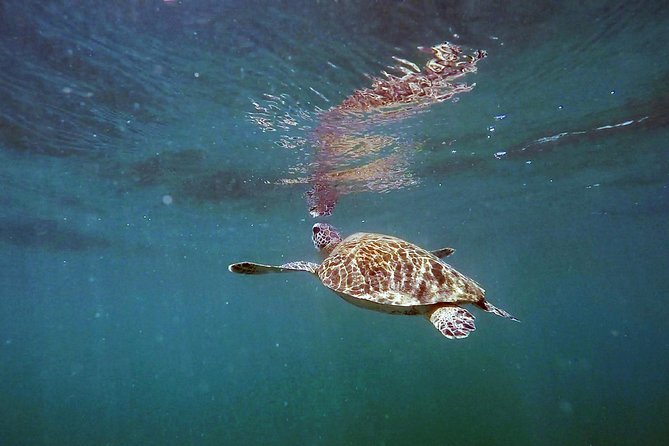 San Juan Guided Snorkel With Turtles Tour and Videos - Calm water can make or break the experience