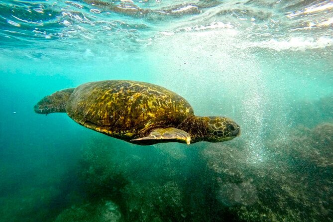 San Juan Guided Snorkel With Turtles Tour and Videos - The guides are the strongest part of the tour