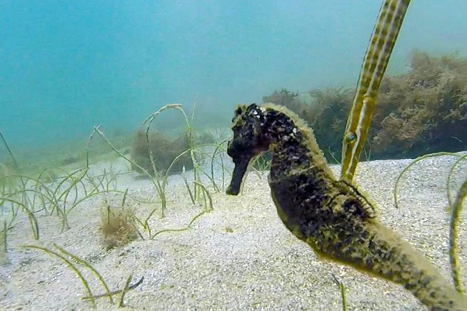 San Juan Guided Snorkel With Turtles Tour and Videos - The GoPro video adds real value