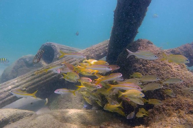 San Juan Guided Snorkel With Turtles Tour and Videos - Is $42.30 a good value?