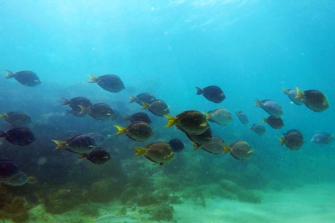 San Juan Guided Snorkel With Turtles Tour and Videos - Who should book this Escambrón outing?