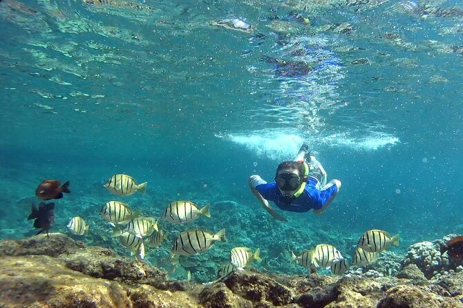 San Juan Guided Snorkeling Experience - With Transport 8am or 3pm - Who Should Book This Experience?