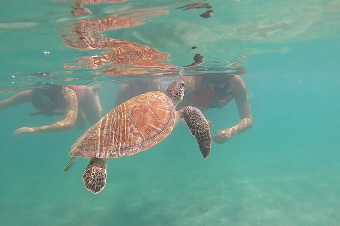 San Juan: Kids and Family Snorkeling Adventure with Videos - Key things to know before you book