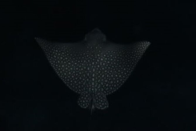 San Juan LED Night Snorkel - The Real Value of the $70 Price