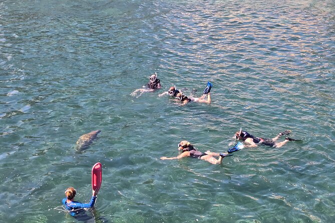San Juan Snorkel with Turtles and Manatee's; Free Video and Rum! - Finding sea turtles and manatees