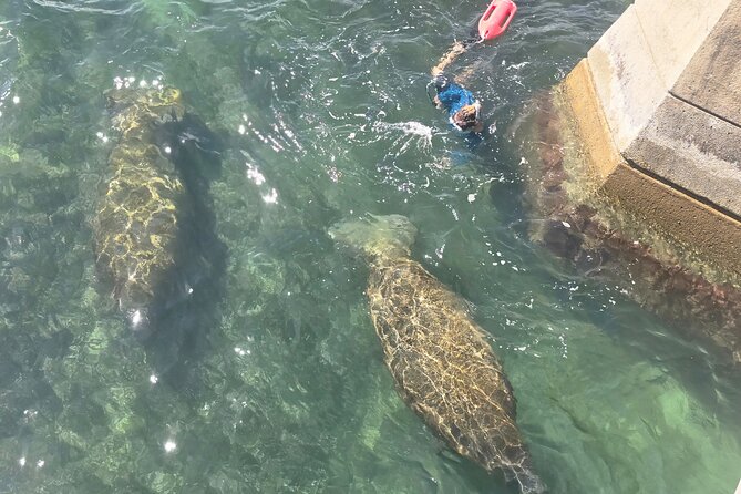San Juan Snorkel with Turtles and Manatee's; Free Video and Rum! - What you may see beneath the surface