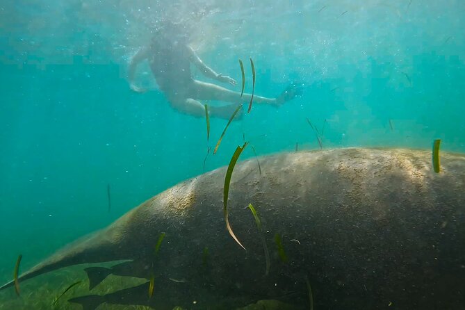 San Juan Snorkel with Turtles and Manatee's; Free Video and Rum! - Weather, cancellations, and firm booking rules