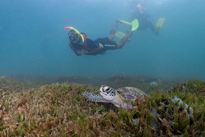 San Juan Snorkeling Tour with Fish and Turtles - Forty-five minutes with turtles, snappers, and reef fish