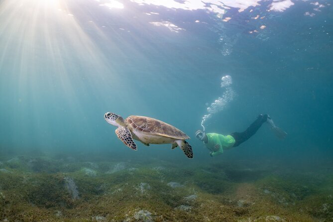 San Juan Snorkeling Tour with Fish and Turtles - Starting at Scuba Dogs in the marine park