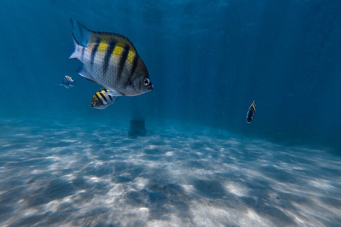 San Juan: Snorkeling with Turtles Adventure and Free Videos - The free videos and the guide’s local touch