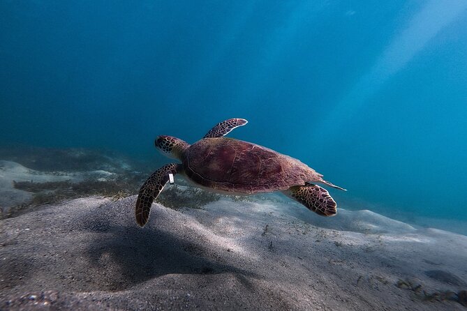 San Juan: Snorkeling with Turtles Adventure and Free Videos - Entering from shore instead of boarding a boat