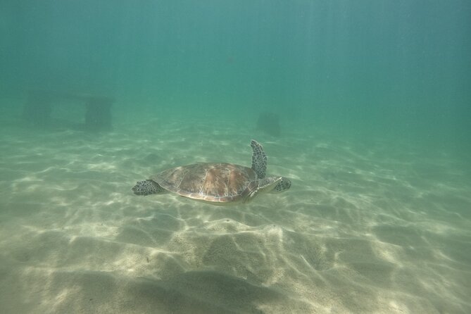 San Juan Turtle Spotting Snorkel Adventure with Videos - Videos let you watch instead of filming