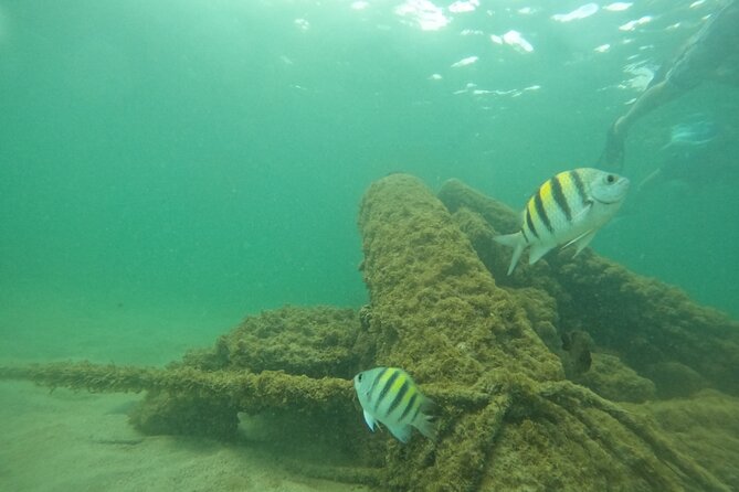 San Juan Turtle Spotting Snorkel Adventure with Videos - How much value do you get for $50?