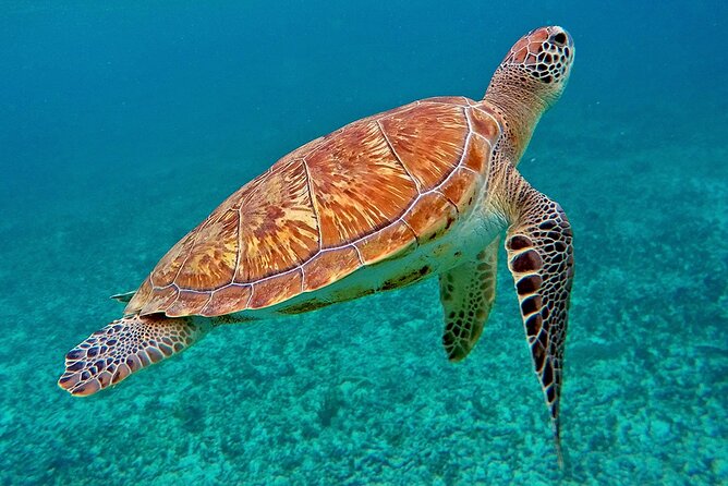 Scuba Dive and Snorkel Private Charter in Puerto Rico - How the group activities fit together