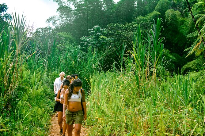 Small-Group El Yunque Rainforest Vivid Day Tour with Transport - What This El Yunque Tour Really Is
