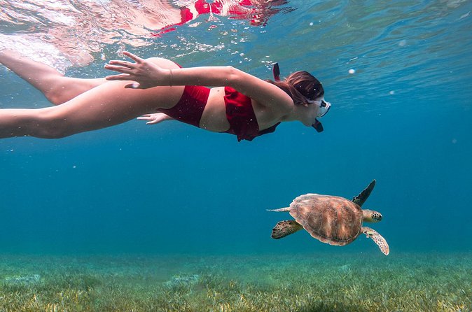 Snorkel, Swim & Snap-w/ Video - What the southeast Puerto Rico version may offer