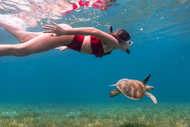 Snorkel, Swim & Snap-w/ Video - The GoPro video is more useful than it sounds