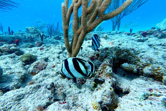 Snorkeling Adventure in Aguadilla - Why first-time snorkelers fit this tour well