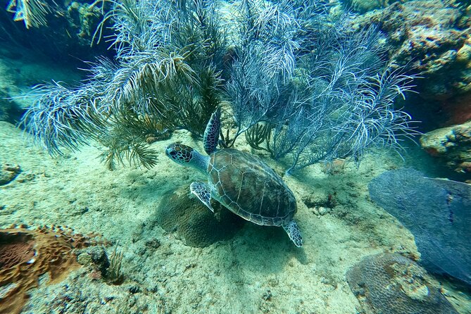 Snorkeling Adventure in Aguadilla - What the $98 price includes