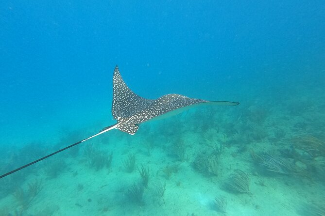 Snorkeling Adventure in Aguadilla - Who will enjoy this Aguadilla outing