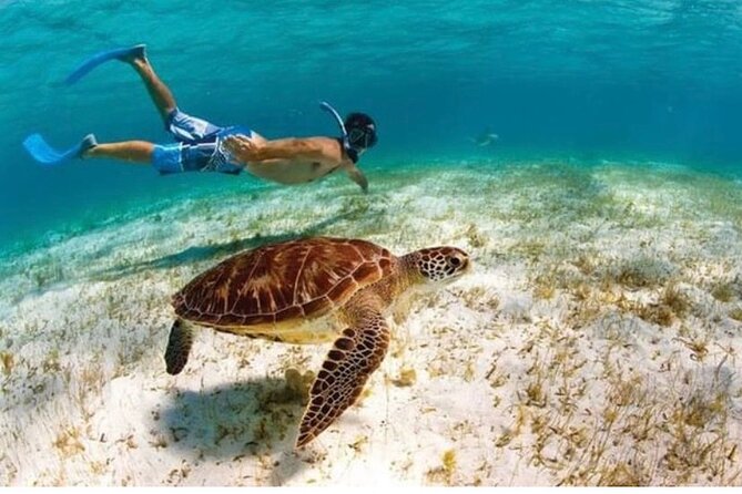 Snorkeling in Paradise - Videos Included - Starting at Escambron Beach in San Juan